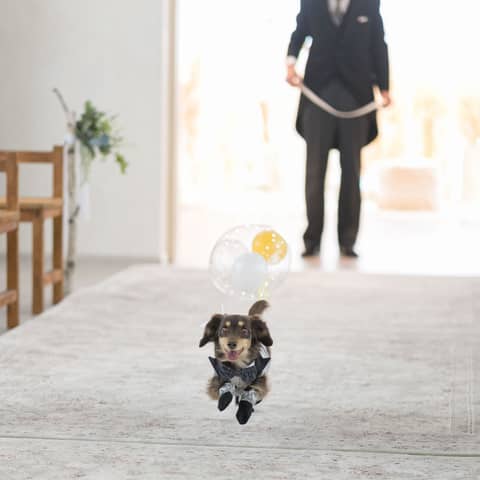 【ペット婚プラン登場!】大切な愛犬と一緒に叶える結婚式プラン