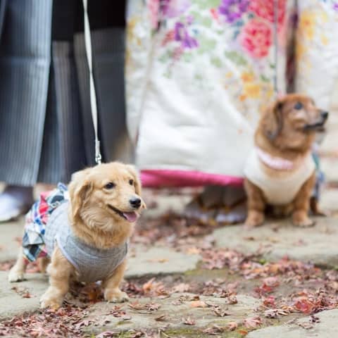 【いつでもご利用可能】大切な家族と結婚式が叶うペット婚プラン