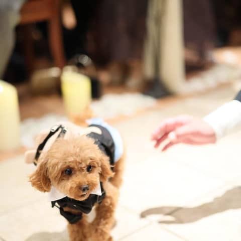 【いつでもご利用可能】大切な家族と結婚式が叶うペット婚プラン