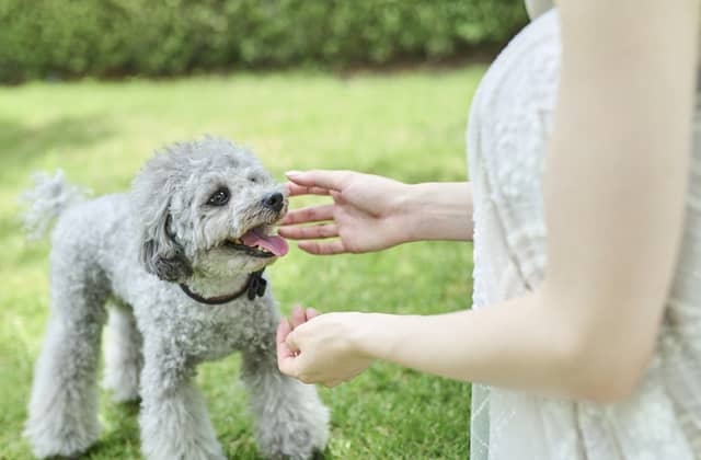 ヴィクトリアガーデン恵比寿迎賓館(恵比寿の結婚式場)