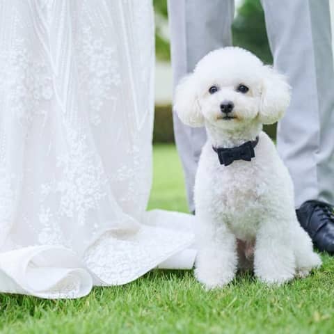 【公式HP限定】愛犬も祝福*ペット参加プラン◆内容充実フルパッケージ♪