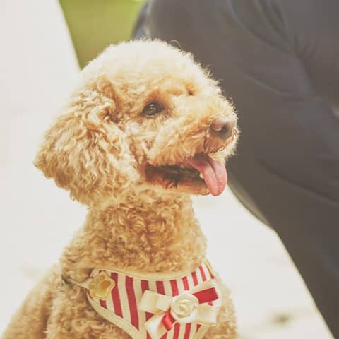 THE SEASON'S(ザ・シーズンズ)|横浜の結婚式場・ウェディング