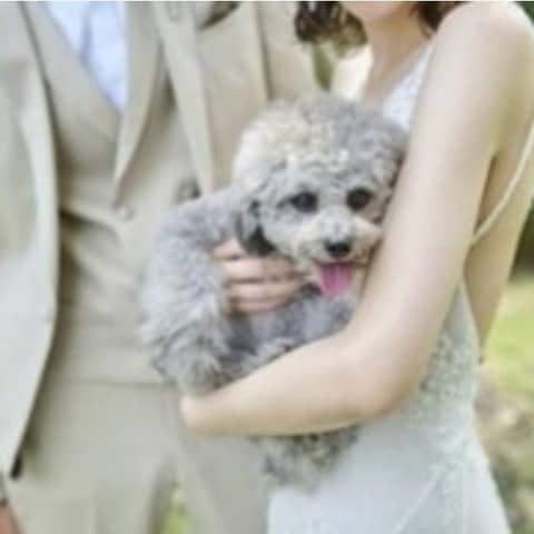 ペットウェディングプラン~大切な家族であるペットと一緒に過ごせる結婚式