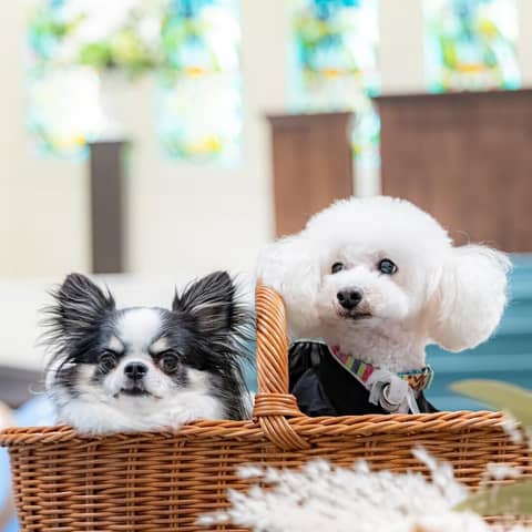 【ペット婚】大切な家族・ペットと一緒に叶えるウエディング