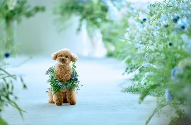 ザ・ペニンシュラ東京