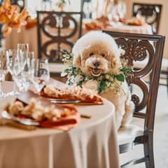 【ペットウェディングプラン】貸切邸宅でペットと一緒に過ごせる結婚式