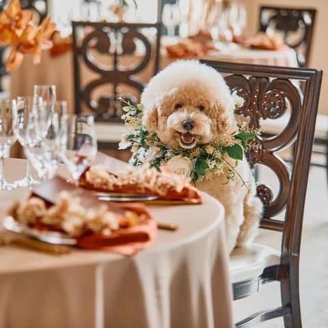 【ペットウェディングプラン】貸切邸宅でペットと一緒に過ごせる結婚式