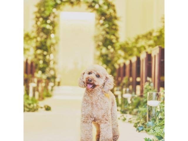 NEEDS新潟 by T&G WEDDING(旧 アーククラブ迎賓館 新潟)