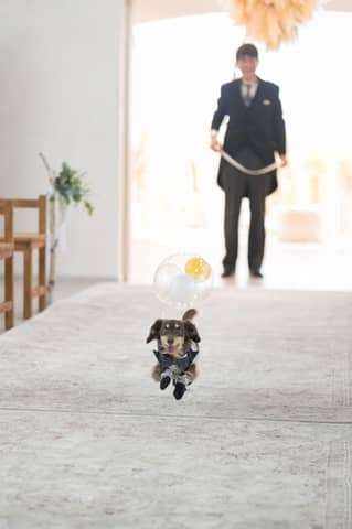 【ペット婚プラン登場！】大切な愛犬と一緒に叶える結婚式プラン
