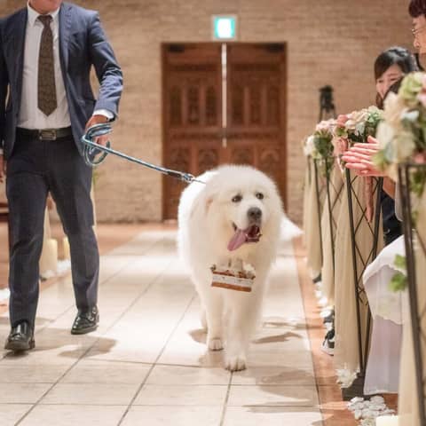 【いつでもご利用可能】大切な家族と結婚式が叶うペット婚プラン