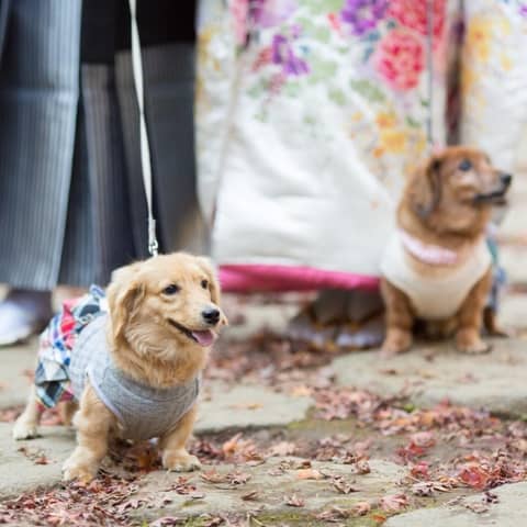 【いつでもご利用可能】大切な家族と結婚式が叶うペット婚プラン