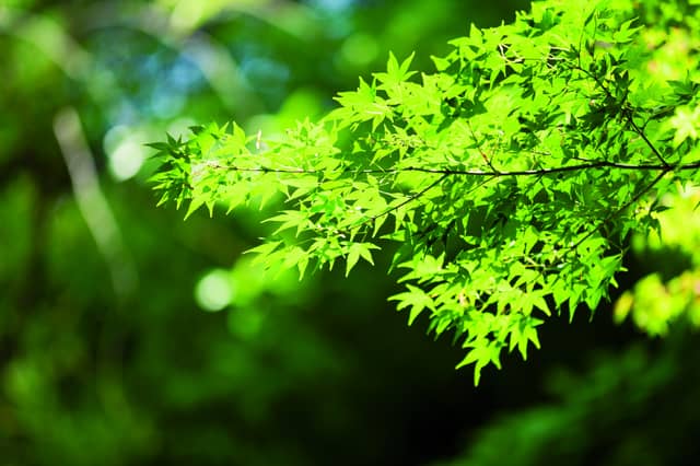 鶴羽根神社 二葉