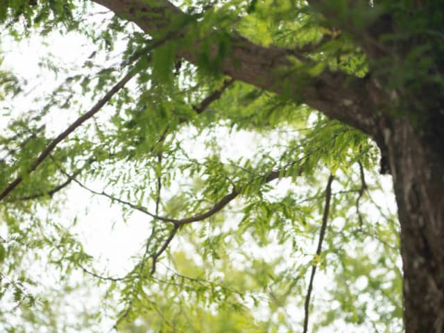 Sport ＆ Do Resort リソルの森｜千葉の結婚式
