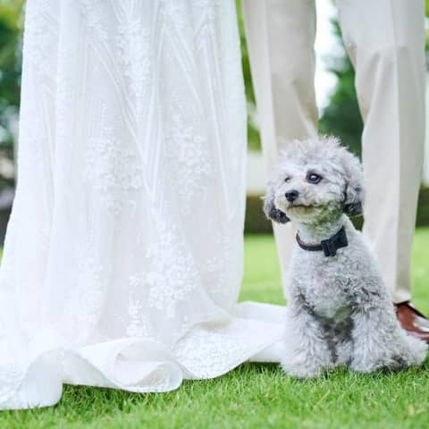 【公式HP限定】愛犬も祝福*ペット参加プラン◆内容充実フルパッケージ♪