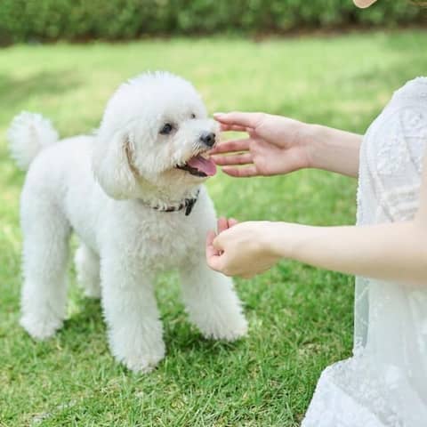 【公式HP限定】愛犬も祝福*ペット参加プラン◆内容充実フルパッケージ♪