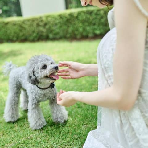 【公式HP限定】愛犬も祝福*ペット参加プラン◆内容充実フルパッケージ♪