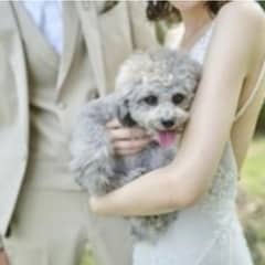ペットウェディングプラン～大切な家族であるペットと一緒に過ごせる結婚式