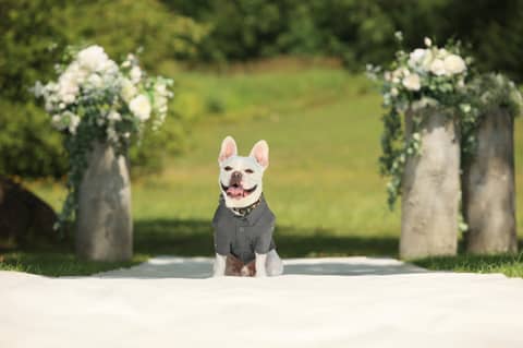 Dog Wedding Plan【ペット同士の結婚式プラン】