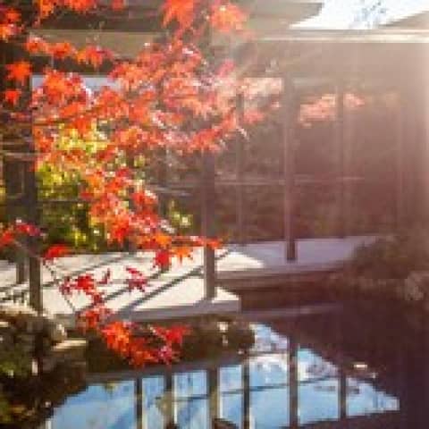 2026年10～12月限定【60名230万円】秋の風情漂うWプラン