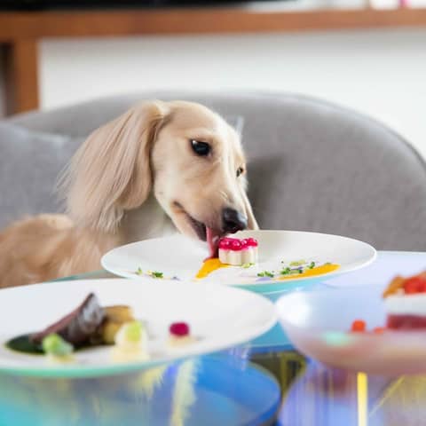 *P.A.W*愛犬と過ごすウェディング｜記念特典ご用意